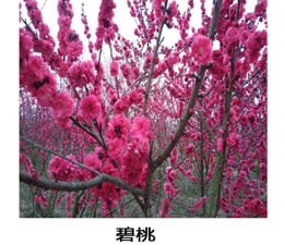 贵州地被植物碧桃